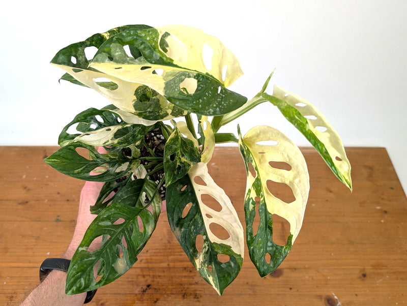 Monstera Adansonii Albo - Exact Plant in 4" Pot - #27F