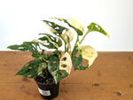 Monstera Adansonii Albo - Exact Plant in 4" Pot - #27F