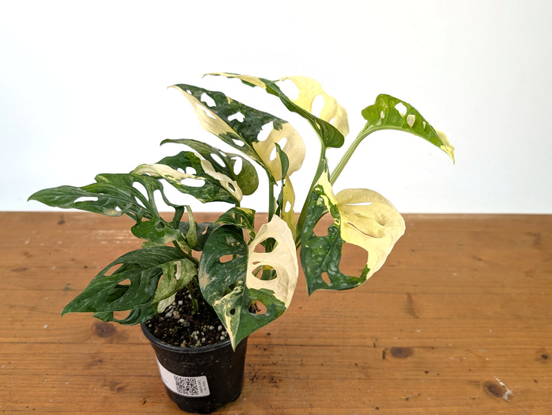 Monstera Adansonii Albo - Exact Plant in 4" Pot - #27F