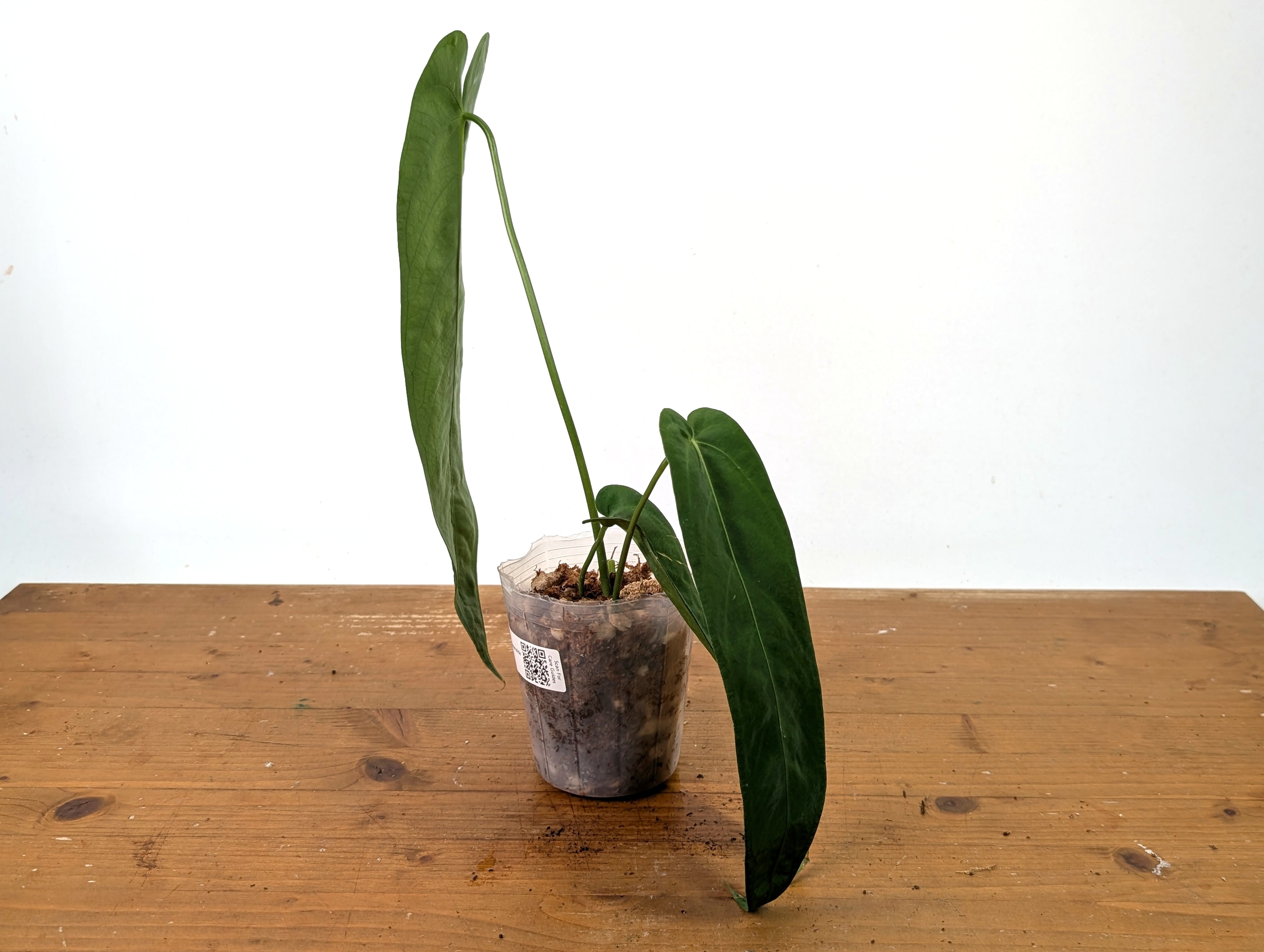 Anthurium Warocqueanum 'Esmeralda' Queen - Exact Plant Pictured