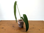 Anthurium Warocqueanum Esmeralda - Exact Plant #27C (4 inch pot)