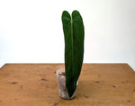 Anthurium Warocqueanum Esmeralda - Exact Plant #27C (4 inch pot)