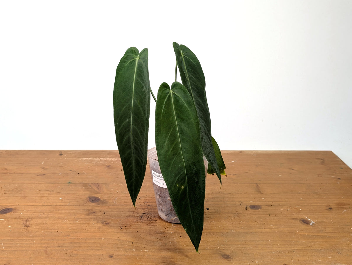 Anthurium Warocqueanum Esmeralda - Exact Plant #27D (4 inch pot)