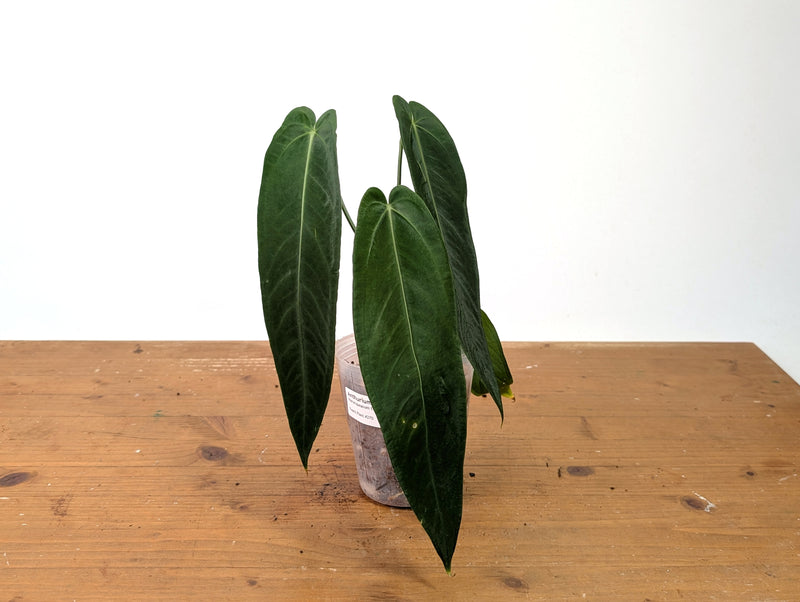 Anthurium Warocqueanum Esmeralda - Exact Plant #27D (4 inch pot)