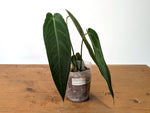 Anthurium Warocqueanum Esmeralda - Exact Plant #27D (4 inch pot)