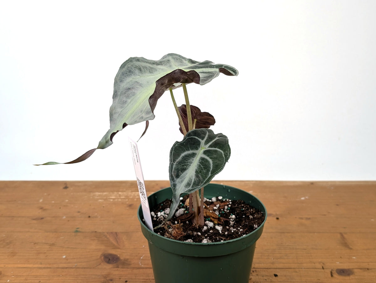Alocasia Venom - Exact Plant in 6" Pot - #27A