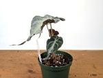Alocasia Venom - Exact Plant in 6" Pot - #27A