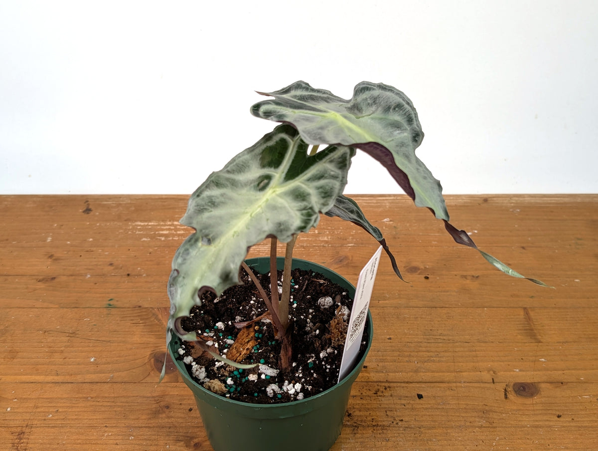 Alocasia Venom - Exact Plant in 6" Pot - #27A