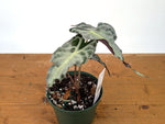 Alocasia Venom - Exact Plant in 6" Pot - #27A