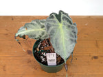 Alocasia Venom - Exact Plant in 6" Pot - #27A