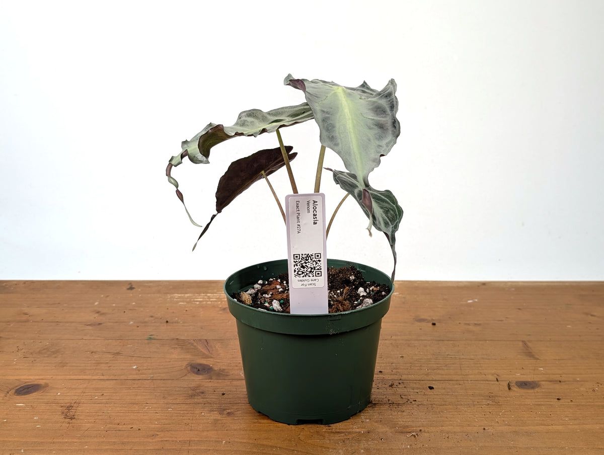 Alocasia Venom - Exact Plant in 6" Pot - #27A