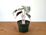 Alocasia Venom - Exact Plant in 6" Pot - #27A