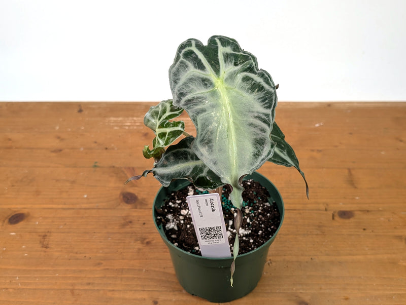 Alocasia Venom - Exact Plant in 6" Pot - #27B