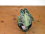 Alocasia Venom - Exact Plant in 6" Pot - #27B
