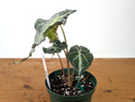 Alocasia Venom - Exact Plant in 6" Pot - #27B