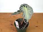 Alocasia Venom - Exact Plant in 6" Pot - #27C