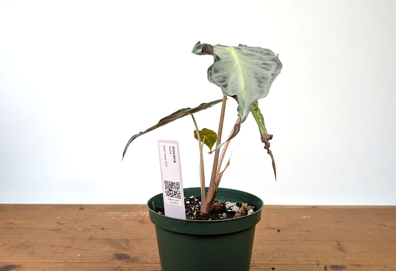 Alocasia Venom - Exact Plant in 6" Pot - #27C