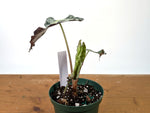 Alocasia Venom - Exact Plant in 6" Pot - #27C