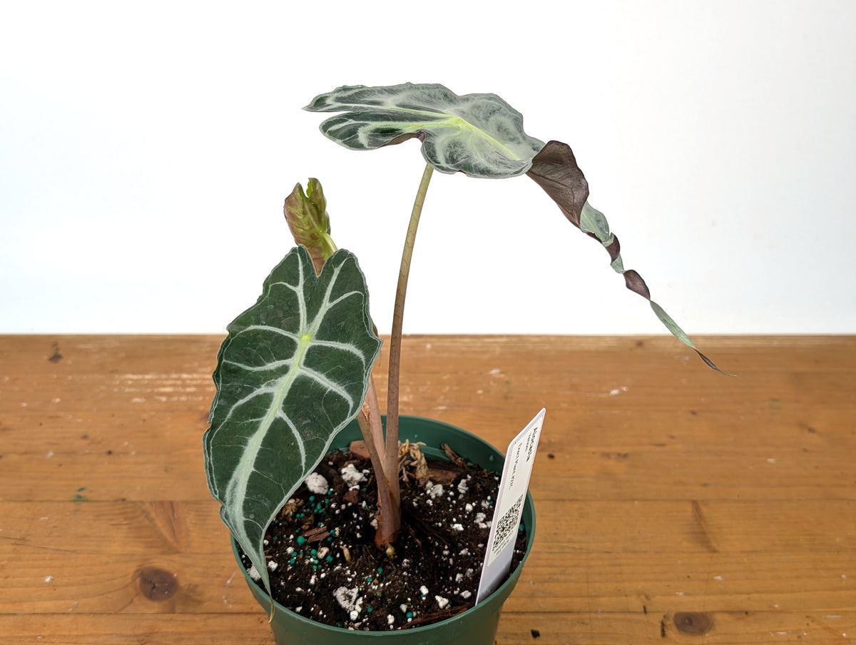 Alocasia Venom - Exact Plant in 6" Pot - #27C