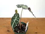 Alocasia Venom - Exact Plant in 6" Pot - #27C