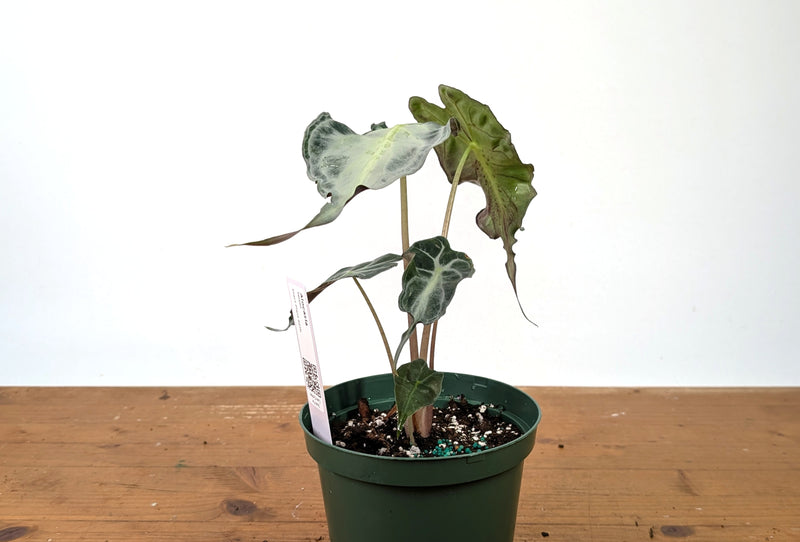 Alocasia Venom - Exact Plant in 6" Pot - #27D