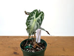 Alocasia Venom - Exact Plant in 6" Pot - #27D