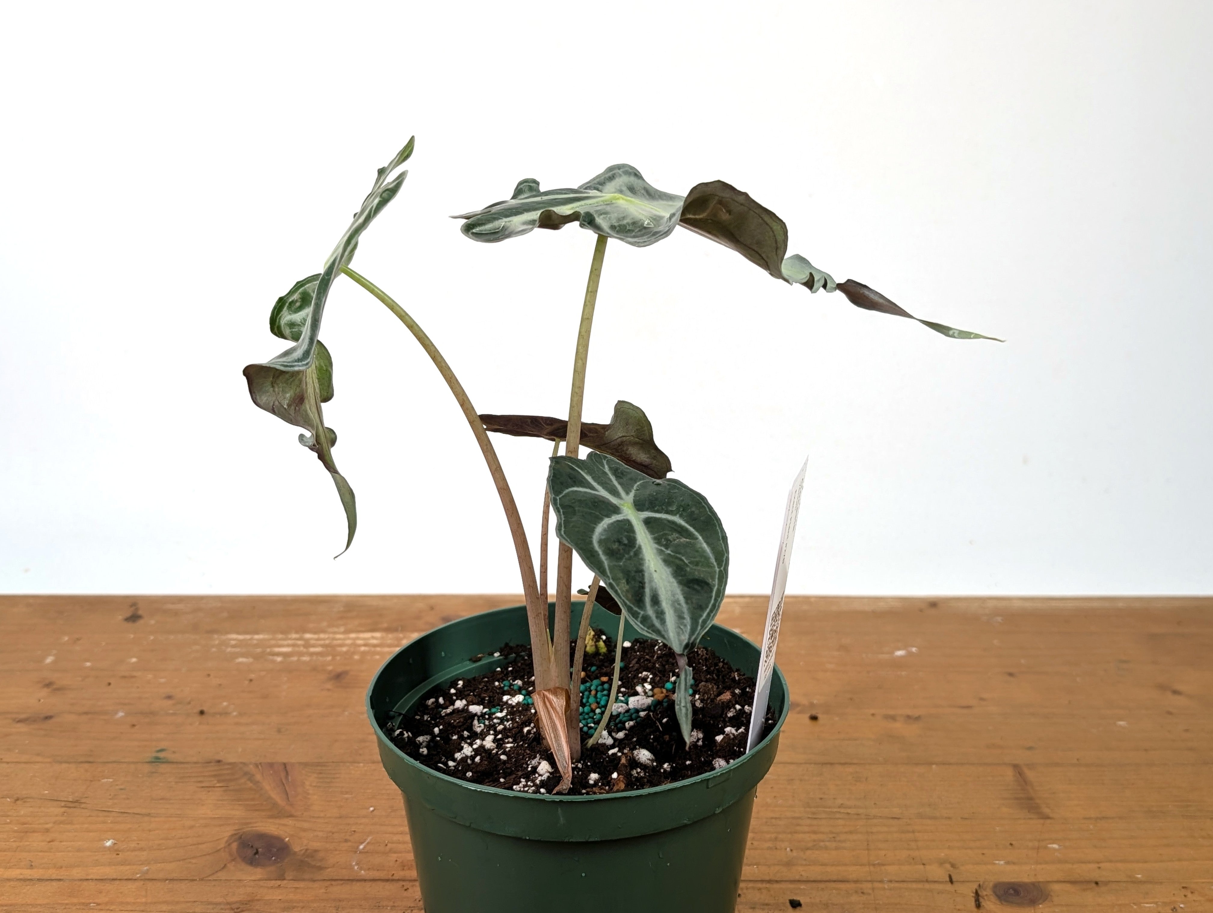 Alocasia Venom - Exact Plant in 6