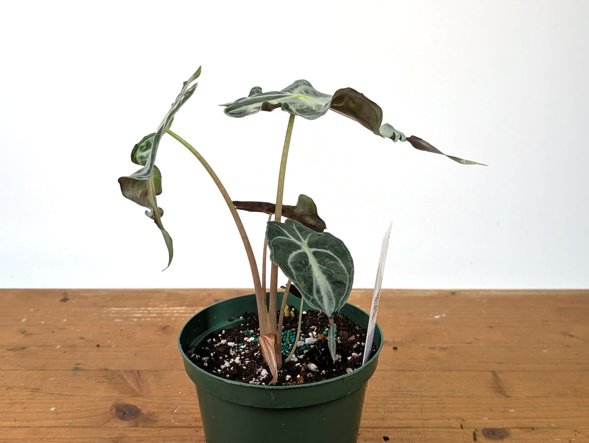 Alocasia Venom - Exact Plant in 6" Pot - #27D