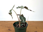 Alocasia Venom - Exact Plant in 6" Pot - #27D