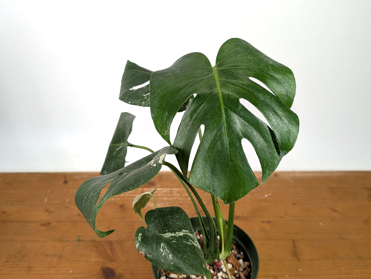 Monstera Deliciosa Mint Variegated (Low Color)
