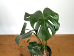 Monstera Deliciosa Mint Variegated (Low Color)