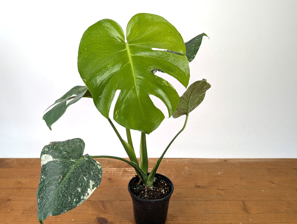 Monstera Deliciosa Mint Variegated (Low Color)