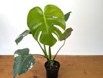 Monstera Deliciosa Mint Variegated (Low Color)