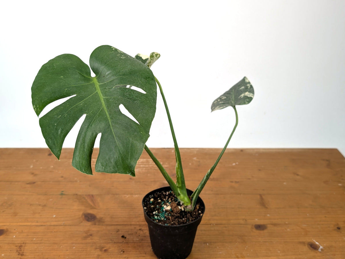 Monstera Deliciosa Mint Variegated (Low Color)