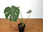 Monstera Deliciosa Mint Variegated (Low Color)