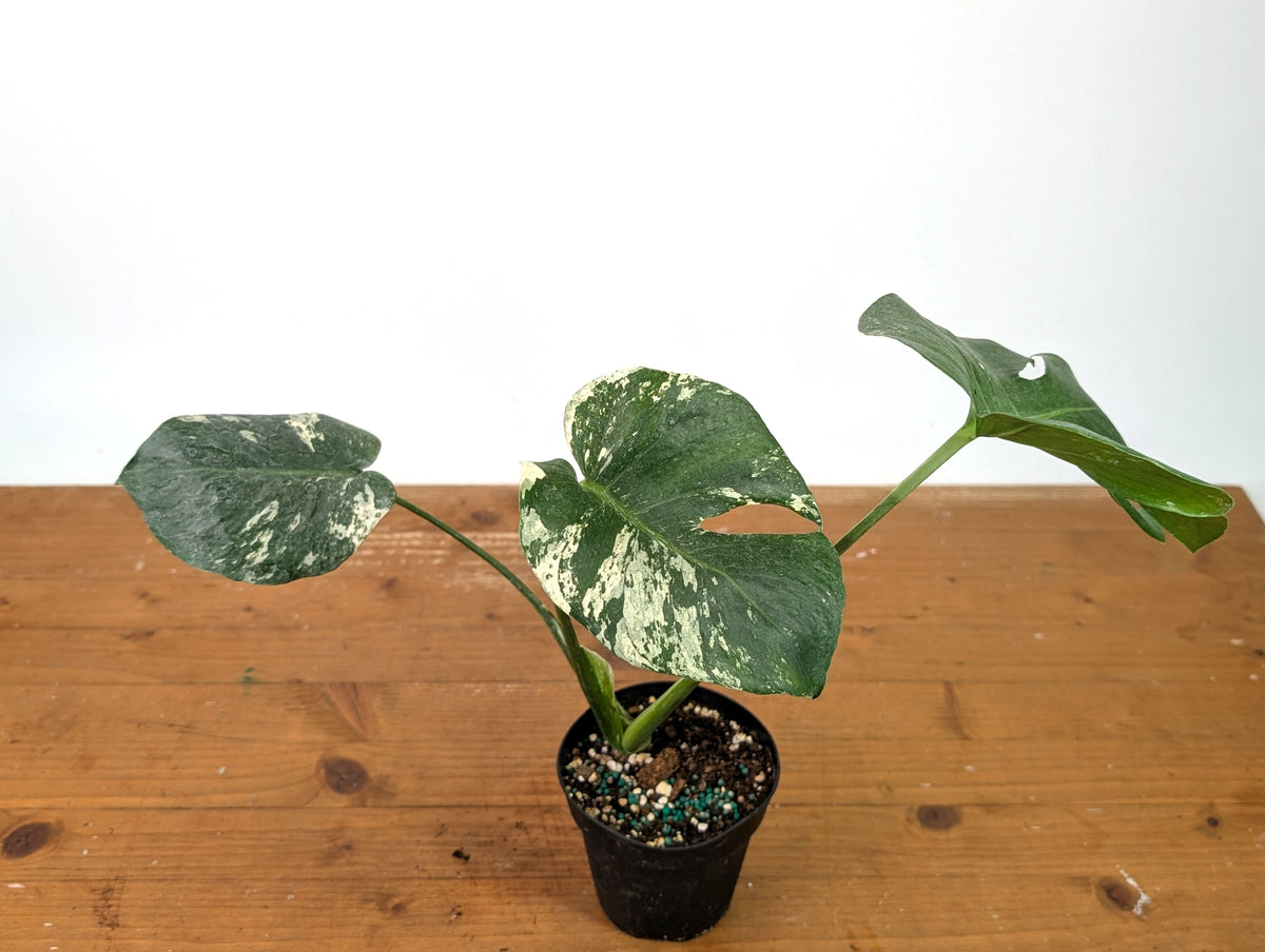 Monstera Deliciosa Mint Variegated (Low Color)