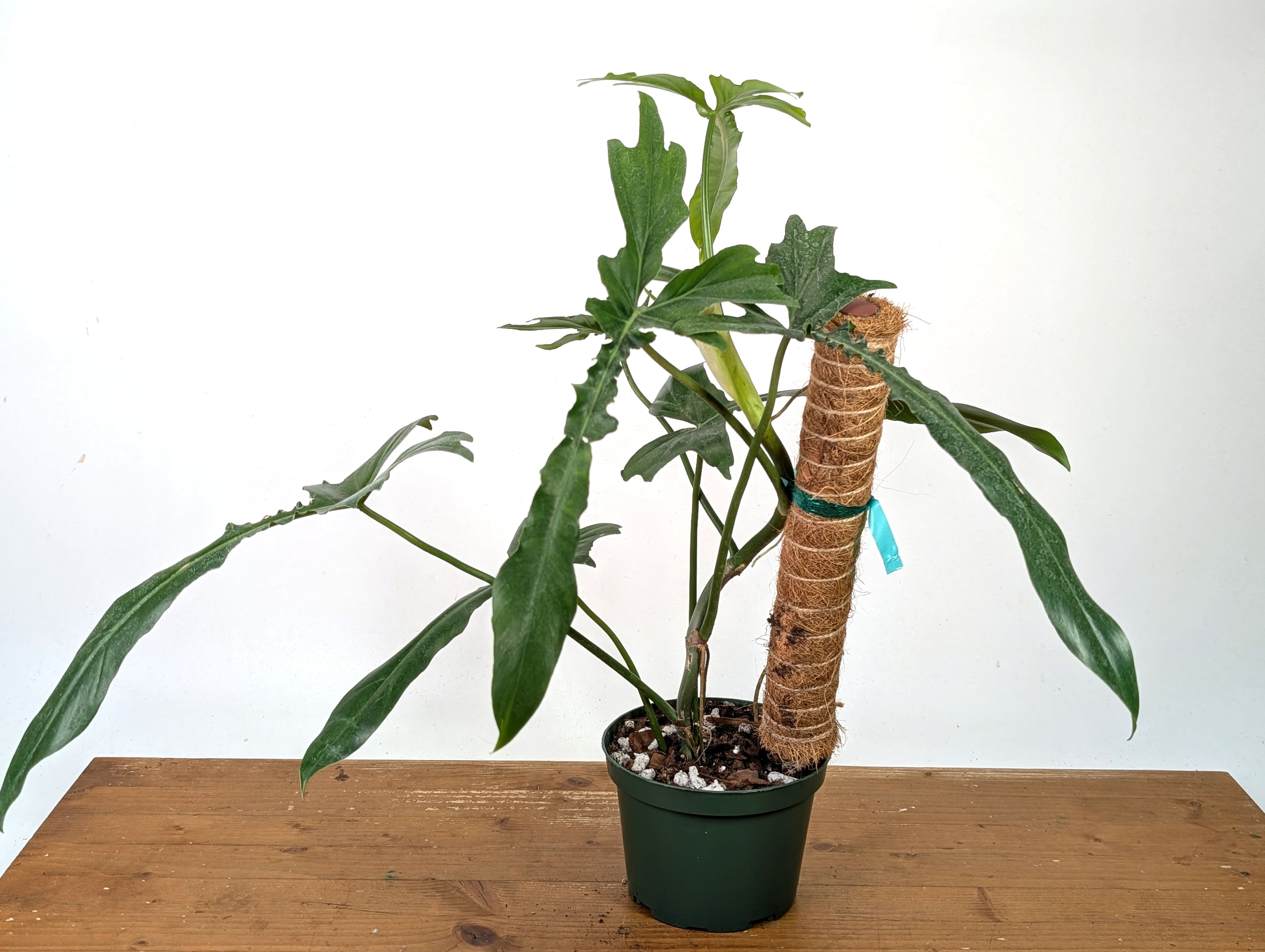 Philodendron Belle Isle – Plantamani Plants