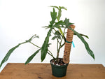 Philodendron Belle Isle