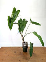 Philodendron Sharoniae Mosquera - XXL - Exact Plant #27A