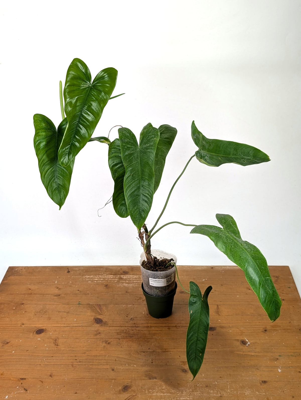 Philodendron Sharoniae Mosquera - XXL - Exact Plant #27A