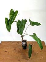 Philodendron Sharoniae Mosquera - XXL - Exact Plant #27A