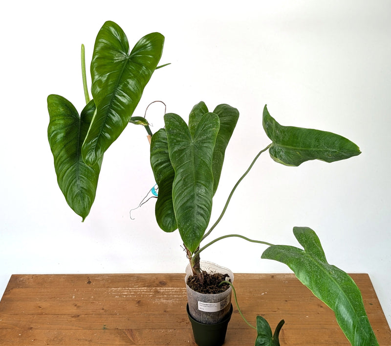 Philodendron Sharoniae Mosquera - XXL - Exact Plant #27A
