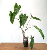 Philodendron Sharoniae Mosquera - XXL - Exact Plant #27A