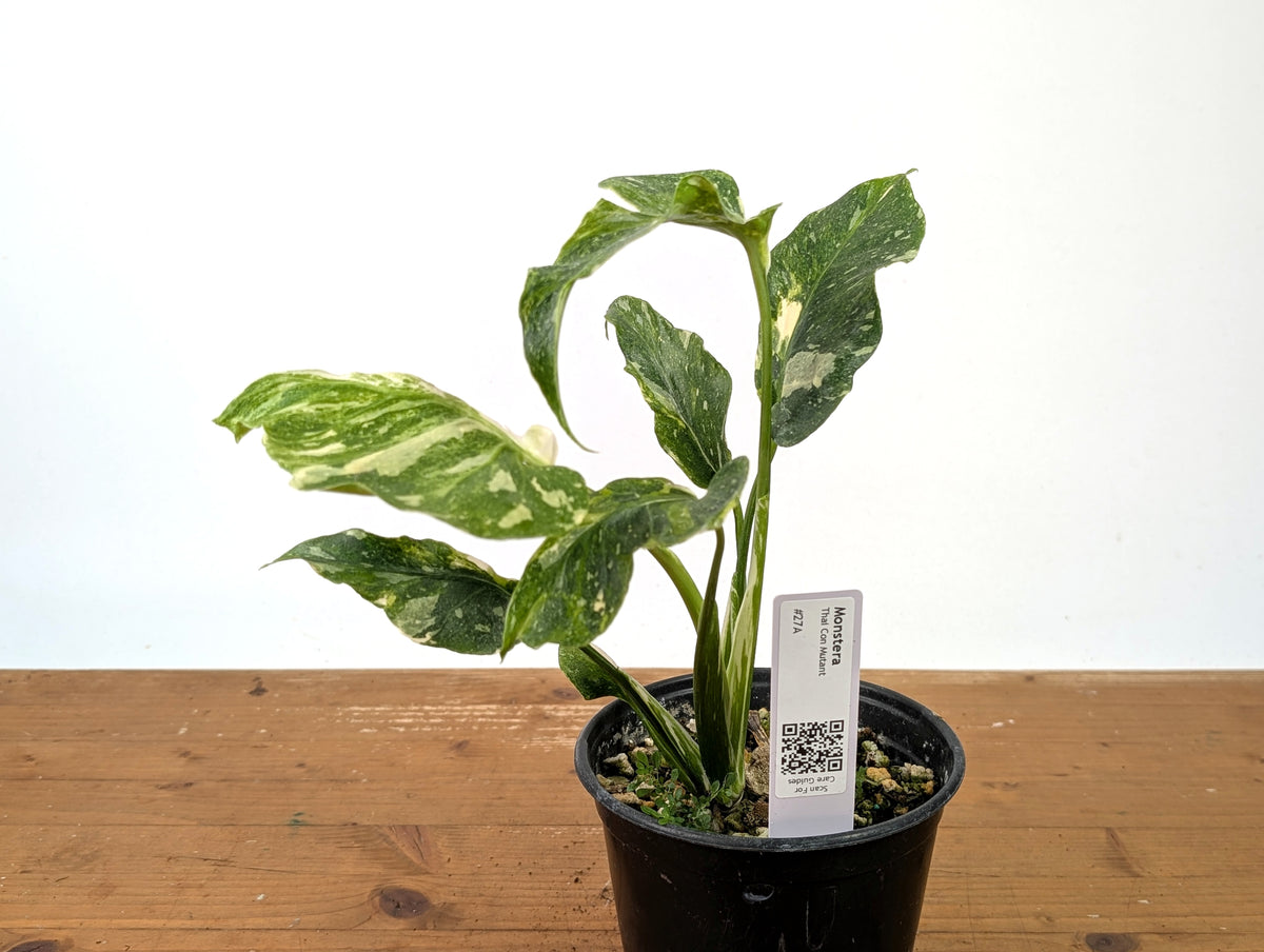 Monstera Thai Constellation - One of a Kind Tricolor Mutant #27A in 6" Pot