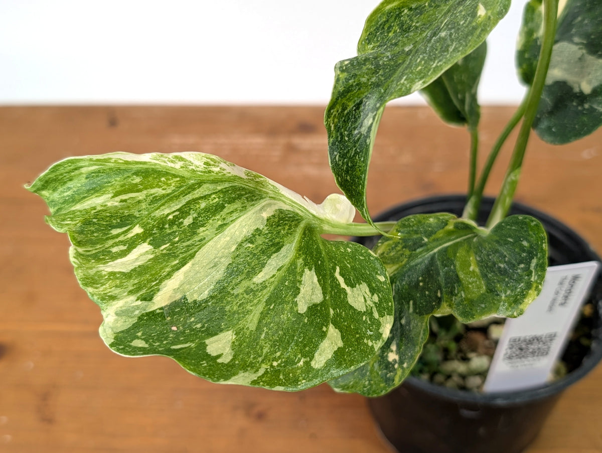 Monstera Thai Constellation - One of a Kind Tricolor Mutant #27A in 6" Pot
