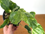 Monstera Thai Constellation - One of a Kind Tricolor Mutant #27A in 6" Pot