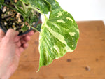 Monstera Thai Constellation - One of a Kind Tricolor Mutant #27A in 6" Pot