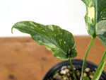 Monstera Thai Constellation - One of a Kind Tricolor Mutant #27A in 6" Pot