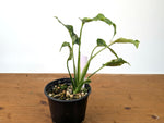 Monstera Thai Constellation - One of a Kind Tricolor Mutant #27A in 6" Pot