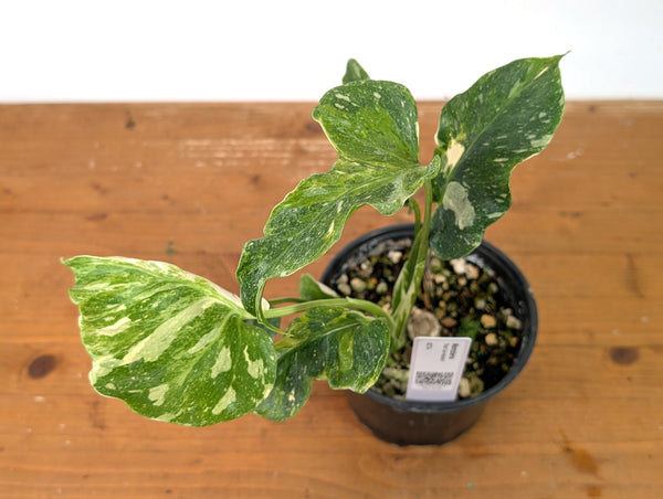 Monstera Thai Constellation - One of a Kind Tricolor Mutant #27A in 6" Pot